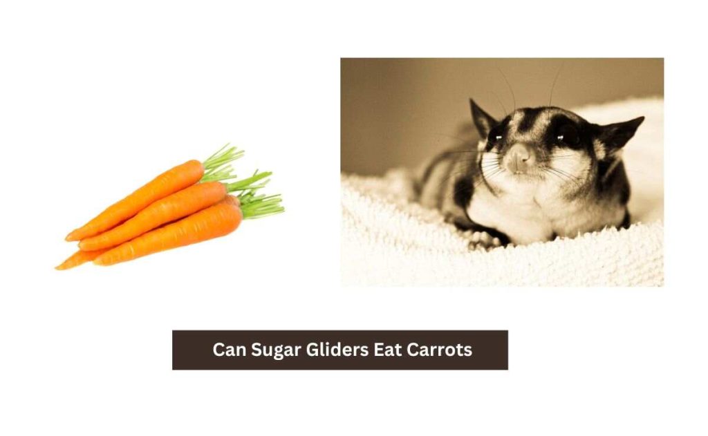 Can Sugar Gliders Eat Carrots