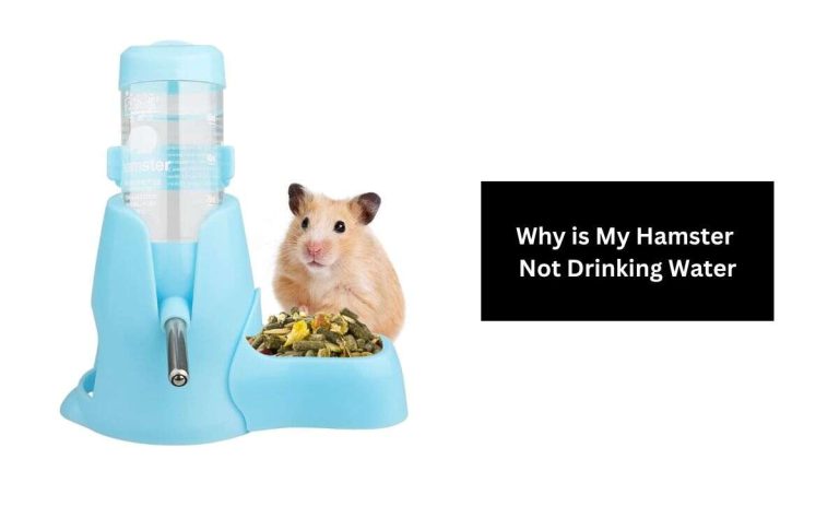 Why is My Hamster Not Drinking Water