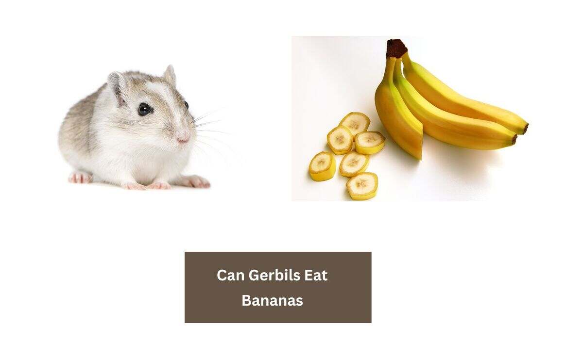 Can Gerbils Eat Bananas