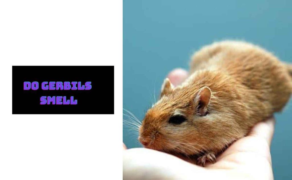 Do Gerbils Smell? [Is it Bad or Bearable]| Furry Passion