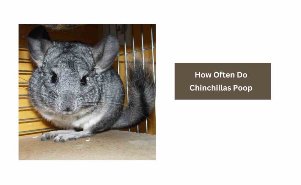 How Often Do Chinchillas Poop