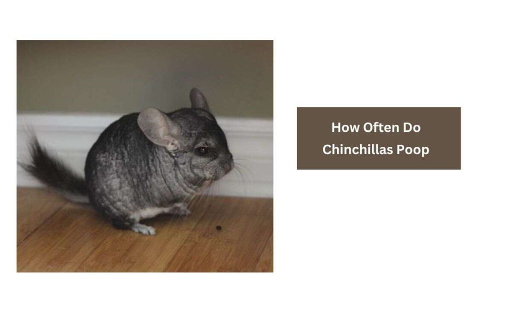 How Often Do Chinchillas Poop? [A Lot Per Day] Furry Passion