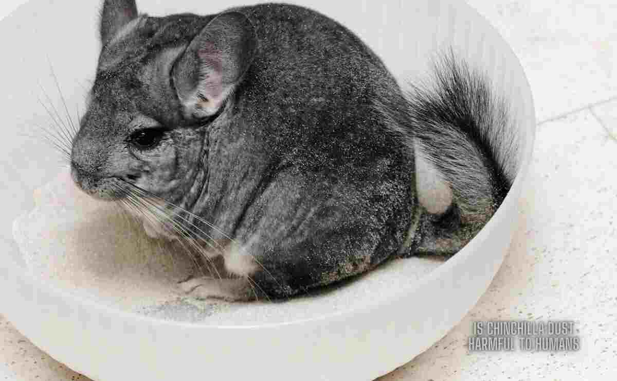 Is Chinchilla Dust Harmful to Humans