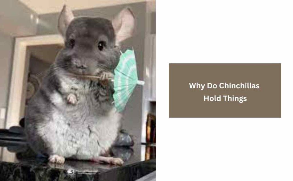 Why Do Chinchillas Hold Things