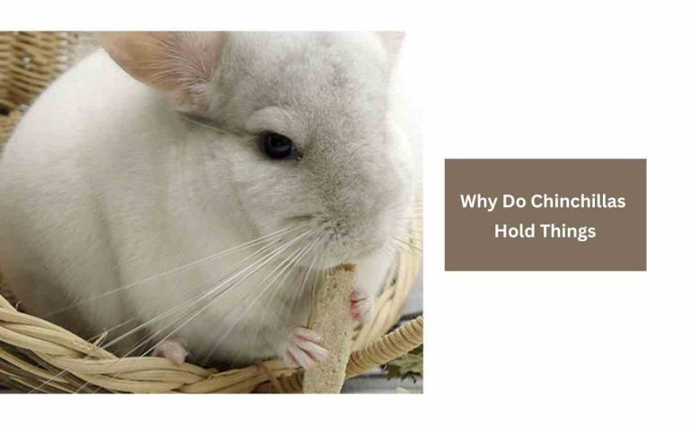 Why Do Chinchillas Hold Things