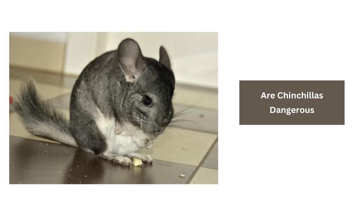 Are Chinchillas Dangerous? [Generally Not] Furry Passion
