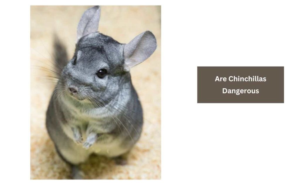 Are Chinchillas Dangerous? [Generally Not] Furry Passion