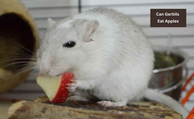 Can Gerbils Eat Apples