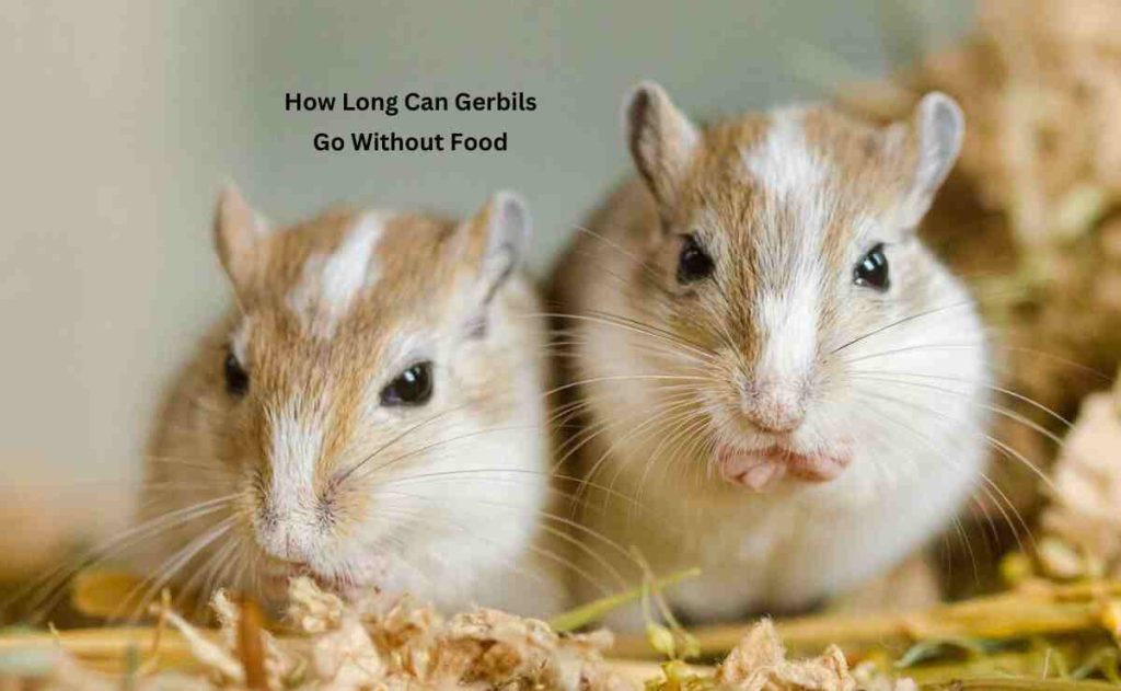 How Long Can Gerbils Go Without Food
