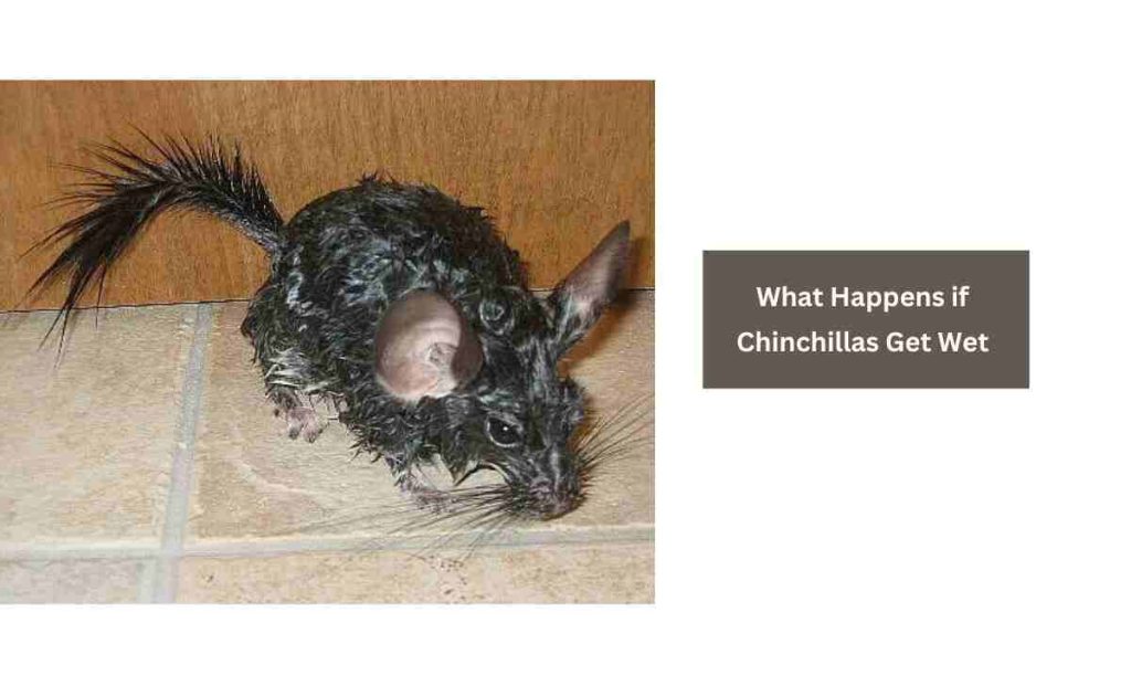 What Happens if Chinchillas Get Wet