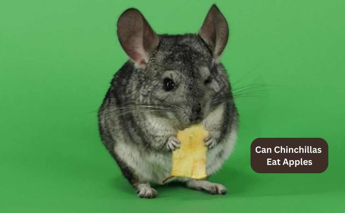 Can Chinchillas Eat Apples? A Helpful Guide Furry Passion
