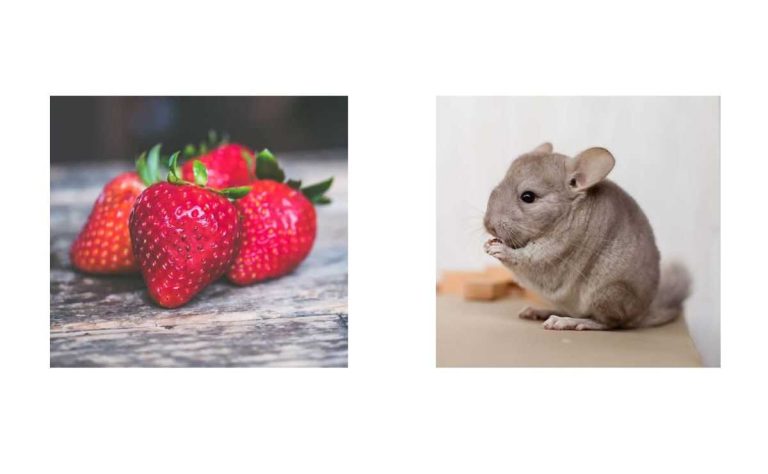 Can Chinchillas Eat Strawberries