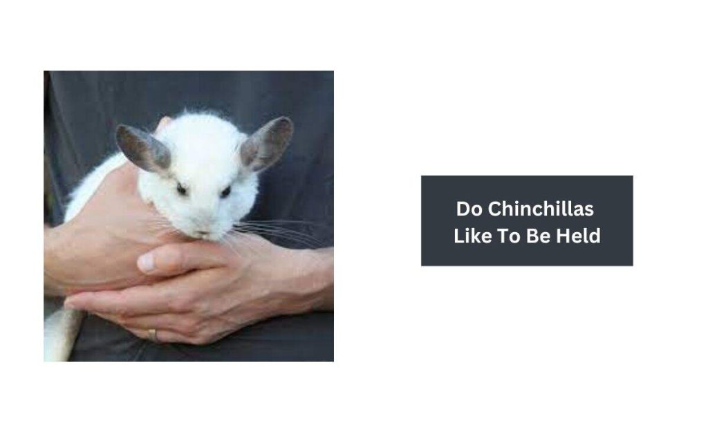 Do Chinchillas Like To Be Held 