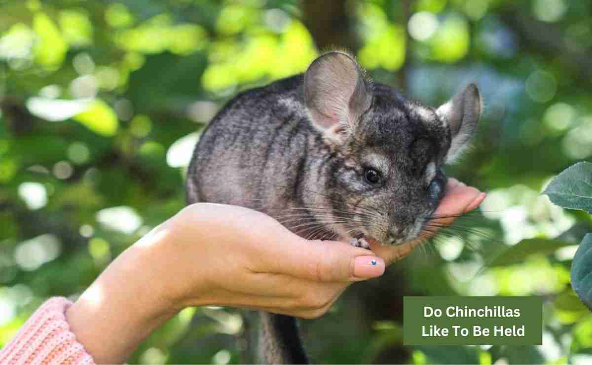 Do Chinchillas Like To Be Held
