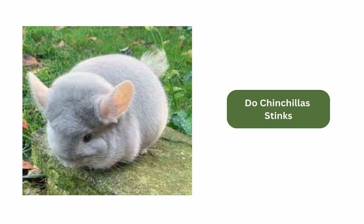 Do Chinchillas Stink? Guides To Prevent Odor Furry Passion
