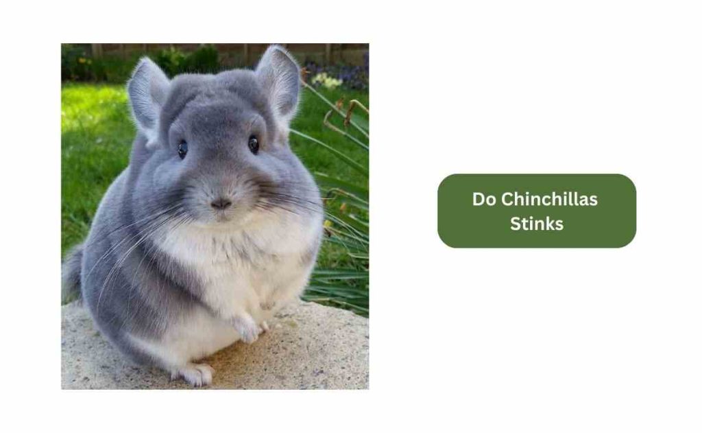 Do Chinchillas Stink? Guides To Prevent Odor Furry Passion