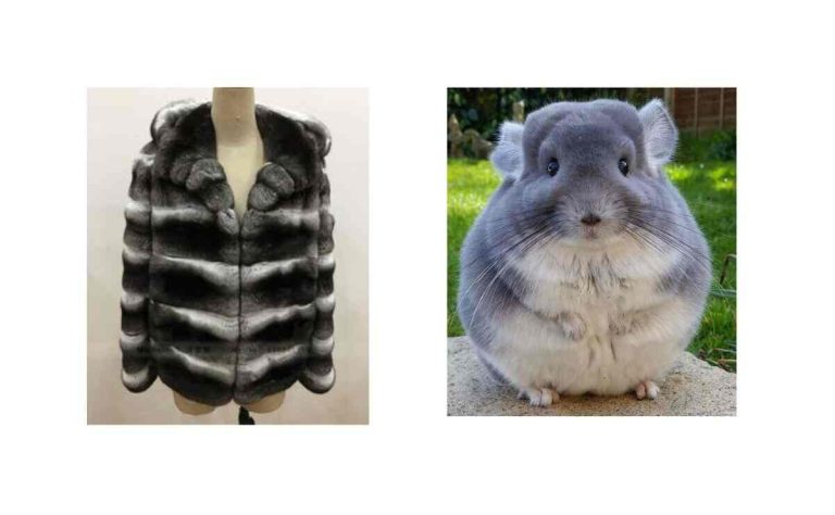 How Many Chinchilla To Make A Coat