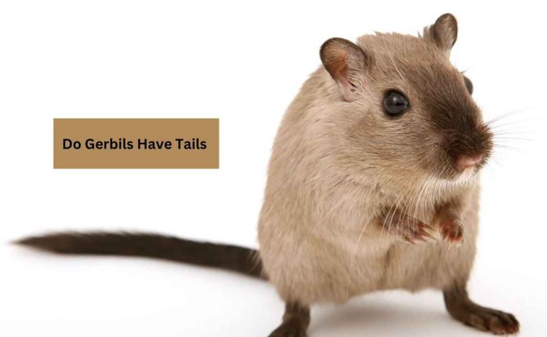 Do Gerbils Have Tails