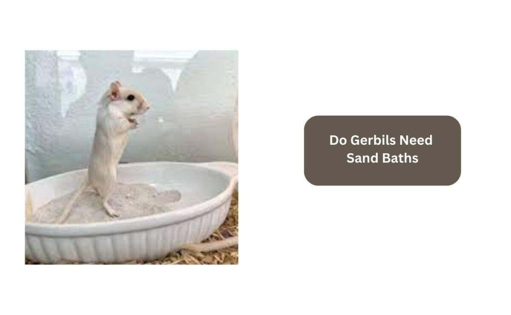Do Gerbils Need Sand Baths