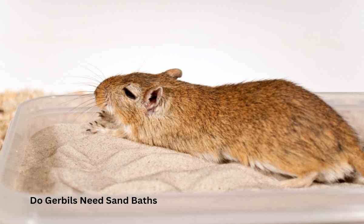 Do Gerbils Need Sand Baths
