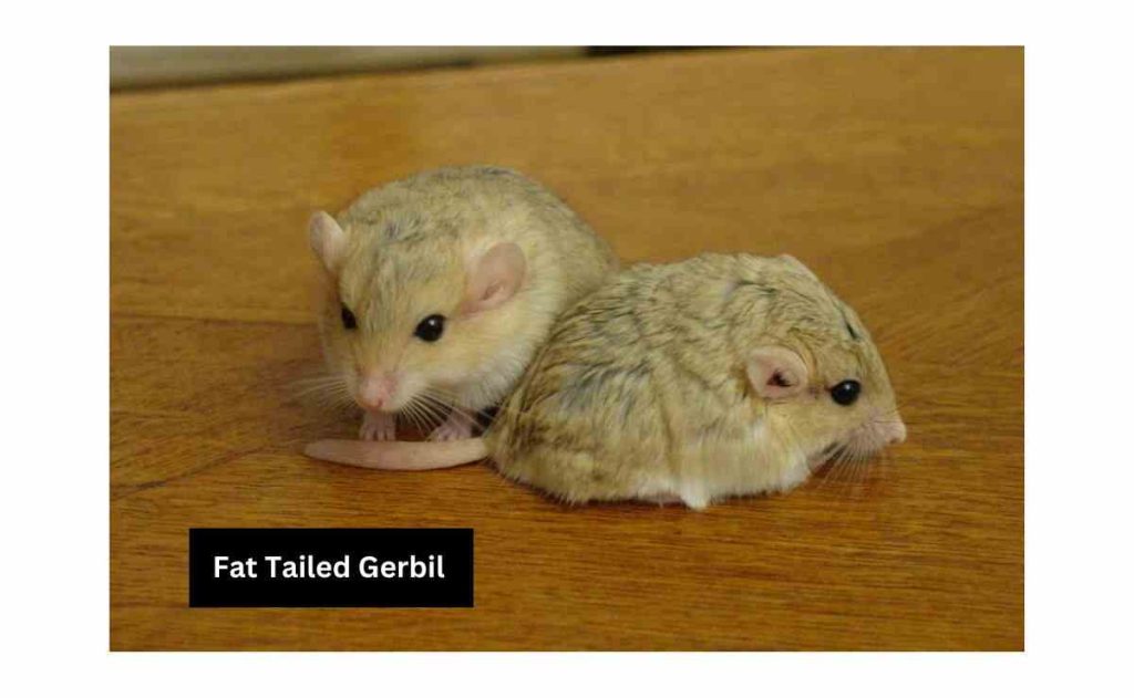 Fat-Tailed-Gerbil