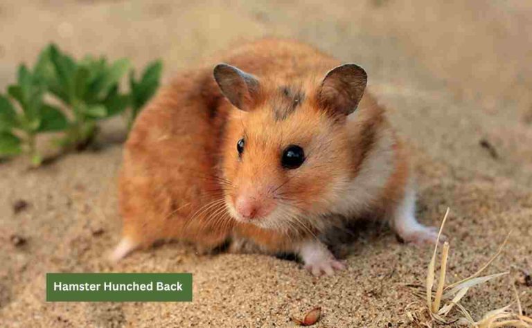 Hamster-Hunched-Back