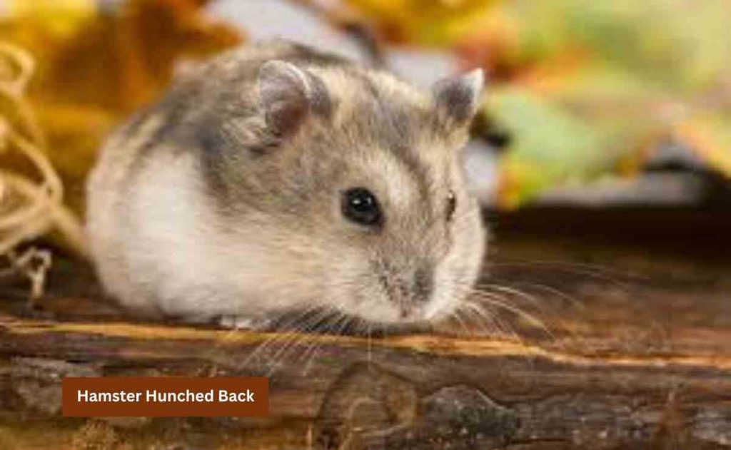 Hamster-Hunched-Back