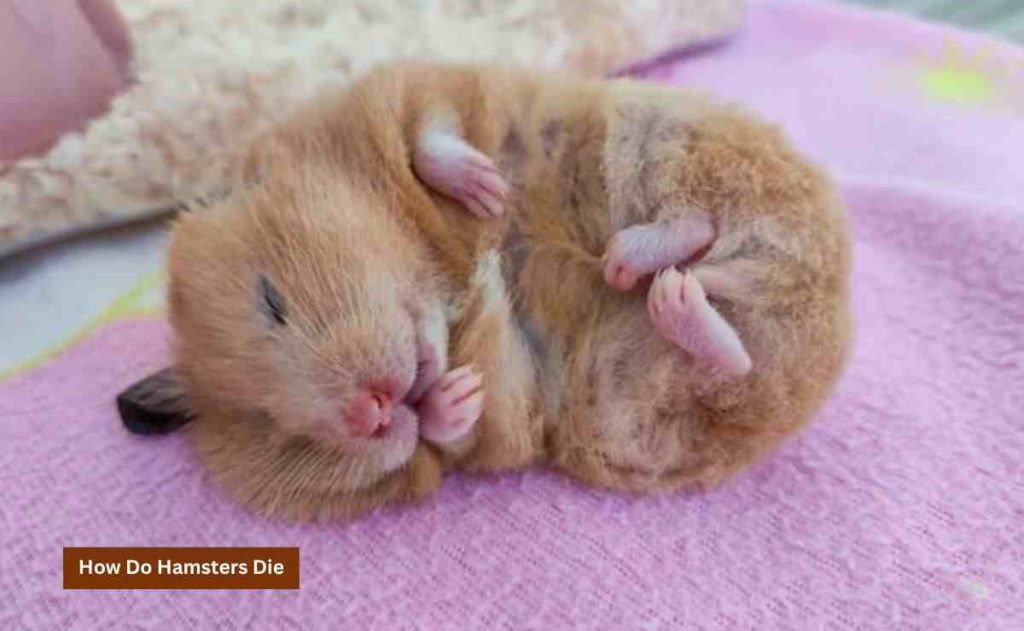 How Do Hamsters Die