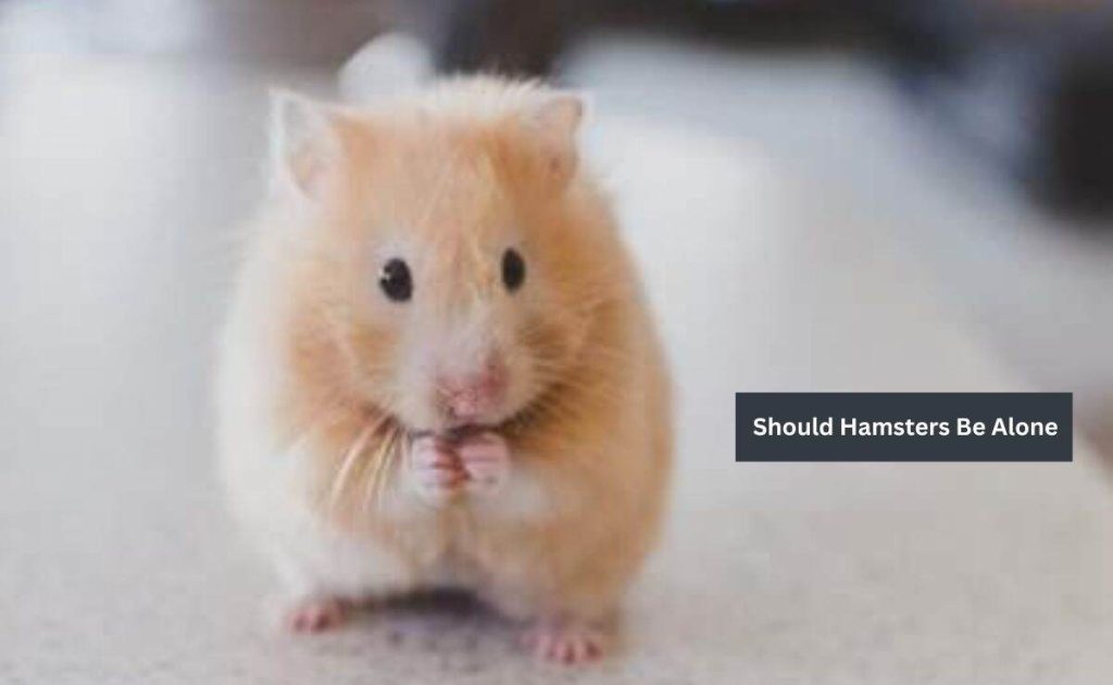 Should Hamsters Be Alone