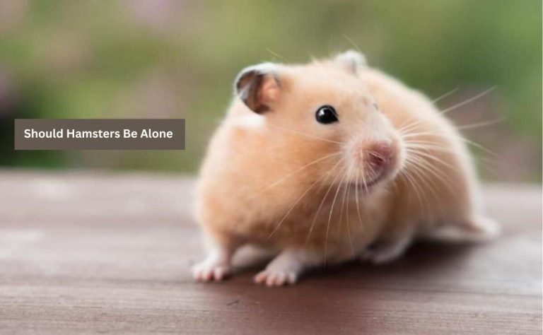 Should Hamsters Be Alone