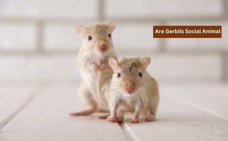 Are-Gerbils-Social