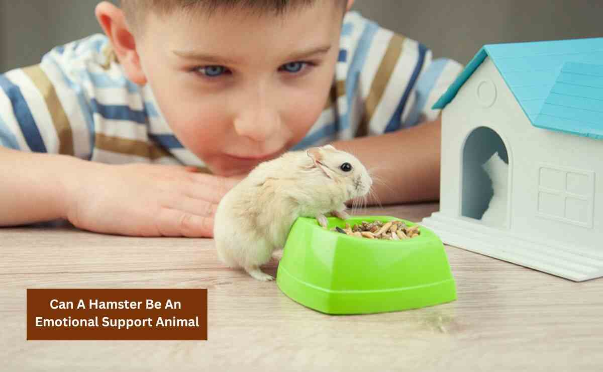 Can A Hamster Be An Emotional Support Animal