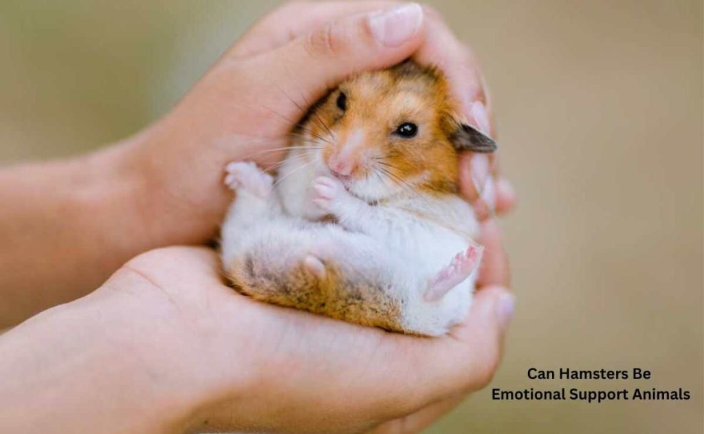 Can-Hamsters-Be-Emotional-Support-Animals