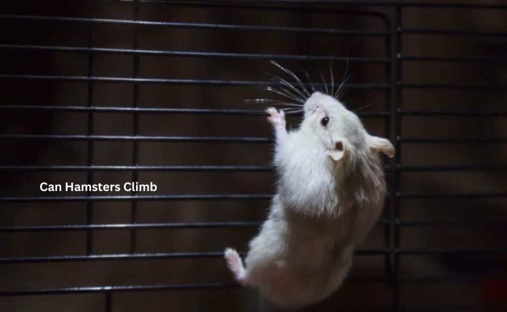 Can Hamsters Climb