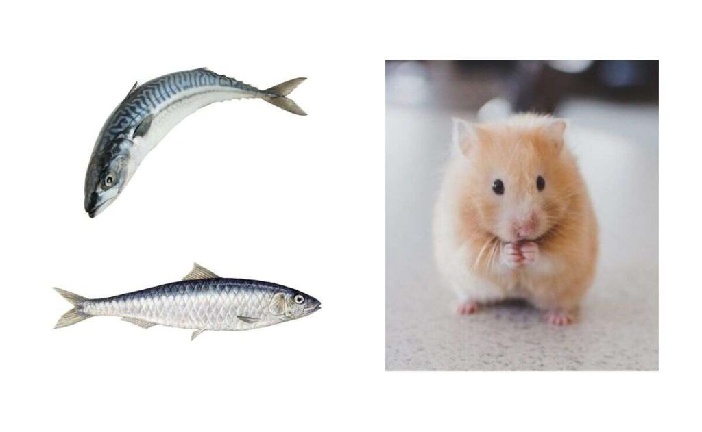 Do-Hamsters-Eat-Fish