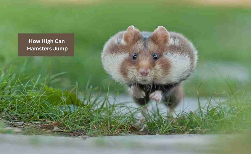 How High Can Hamsters Jump
