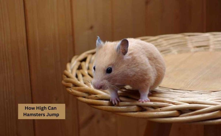 How High Can Hamsters Jump