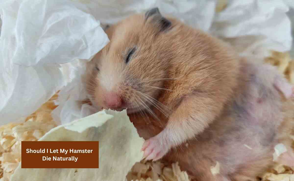 Should I Let My Hamster Die Naturally