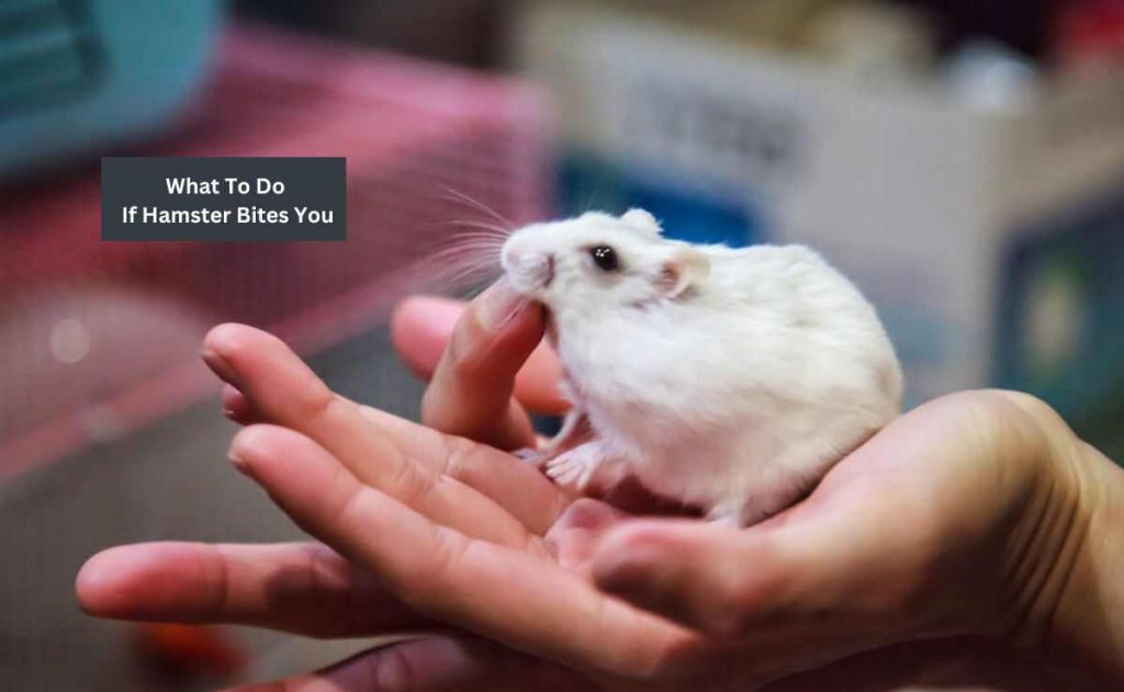 What To Do If Hamster Bites You? Take Prompt Steps! Furry Passion