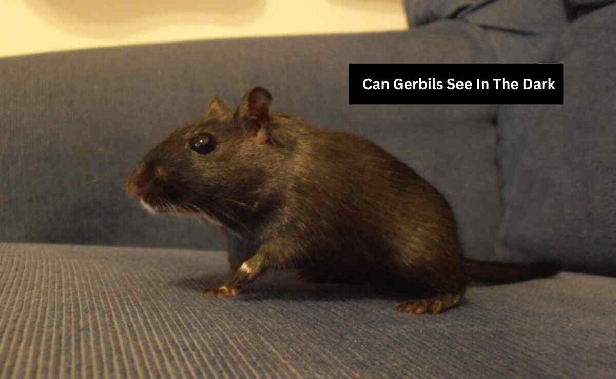 Can Gerbils See In The Dark