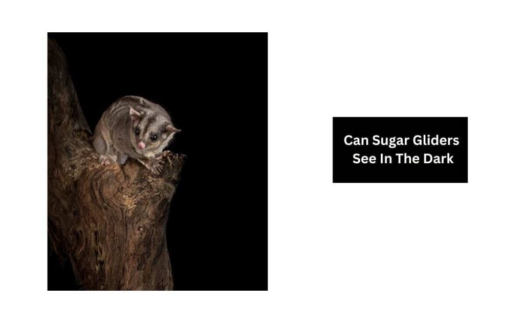Can Sugar Gliders See In The Dark
