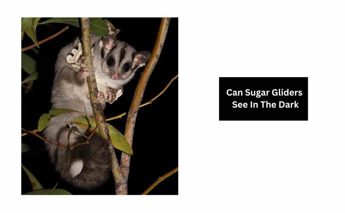 Can Sugar Gliders See In The Dark