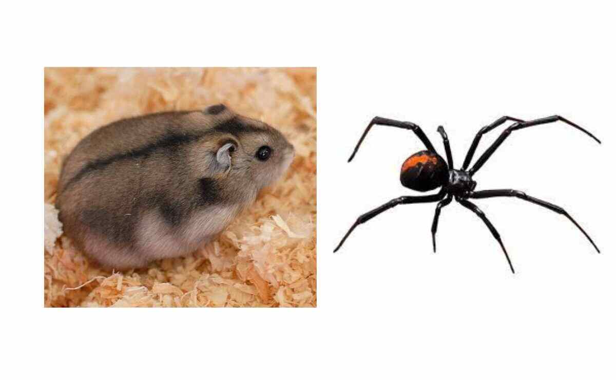 Do Hamsters Eat Spiders