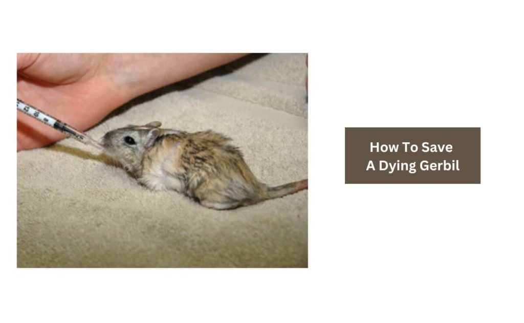 How To Save A Dying Gerbil