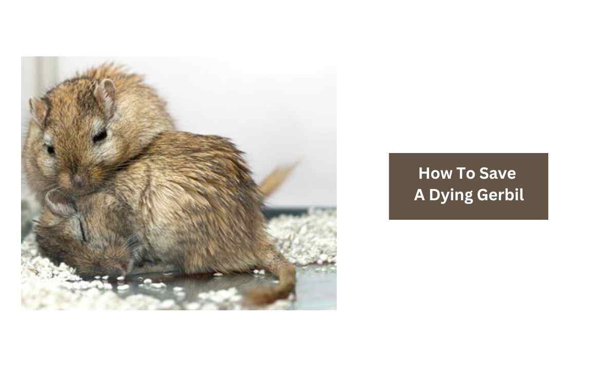 How To Save A Dying Gerbil