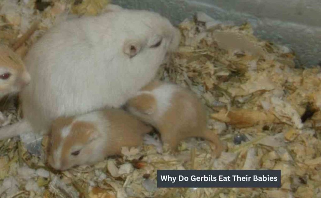 Why-Do-Gerbils-Eat-Their-Babies