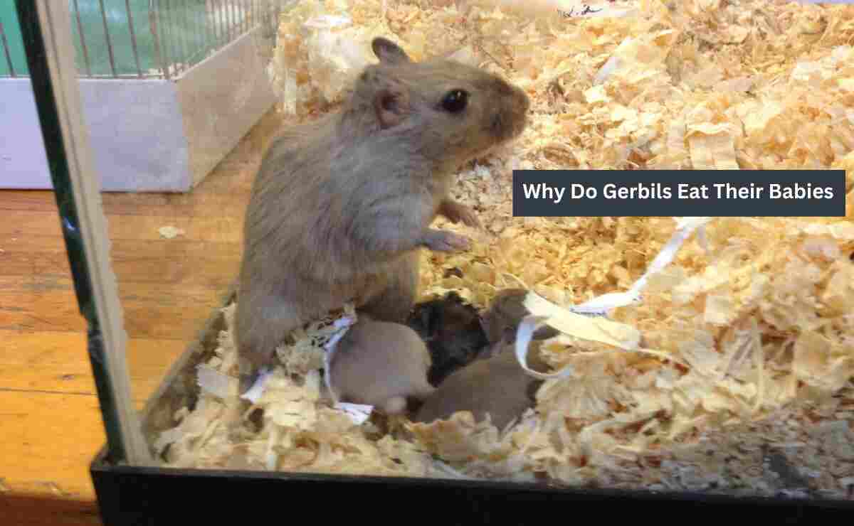 Why-Do-Gerbils-Eat-Their-Babies