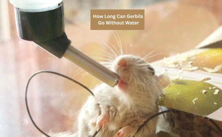 how long can gerbils live without water