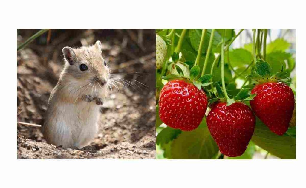 Can Gerbils Eat Strawberries
