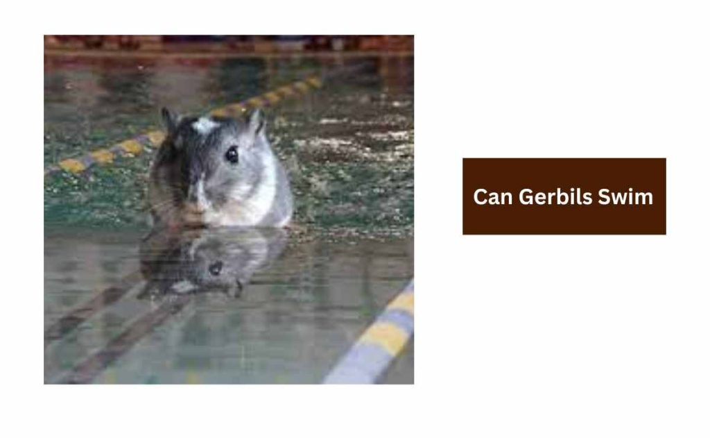 Can Gerbils Swim